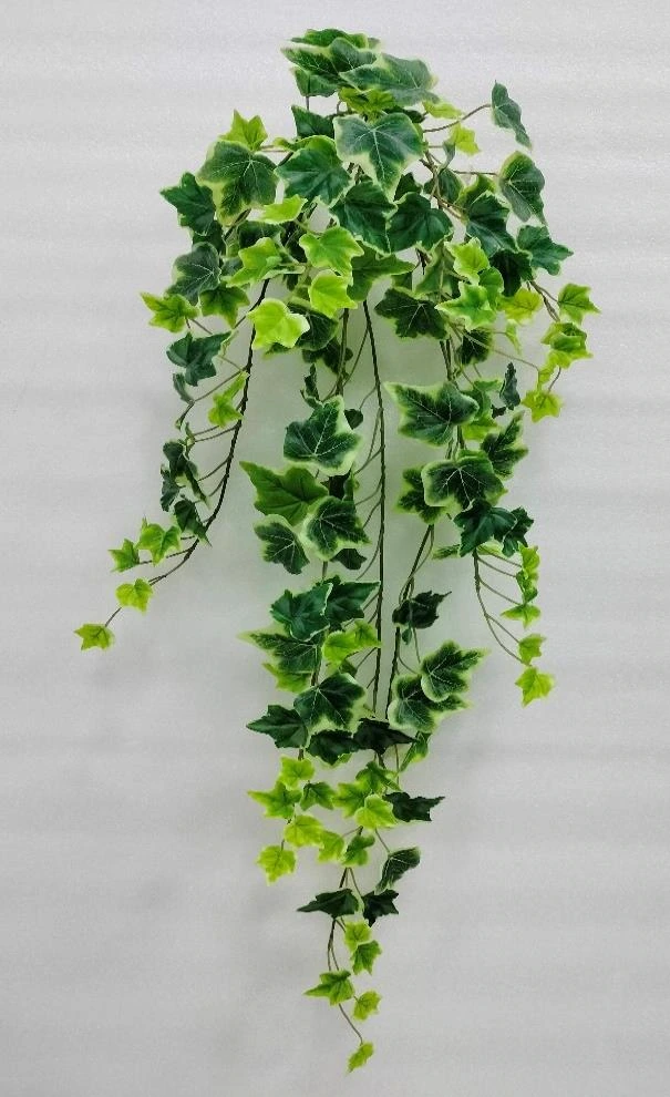 Mony Plant Bunch Creeper 95cm